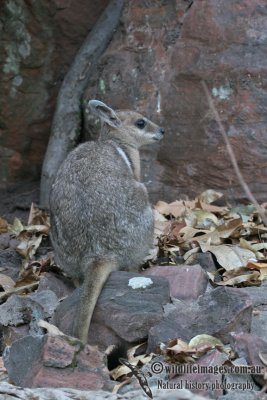 Wilkins' Rock-wallaby a1201.jpg