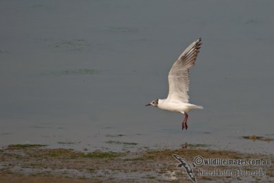 Black-headed Gull a7228.jpg