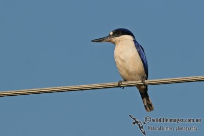 Forest Kingfisher a1642.jpg