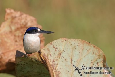 Forest Kingfisher a1687.jpg