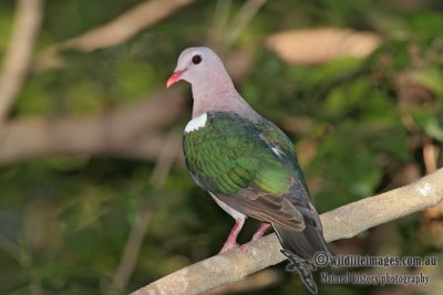 Emerald Dove a1367.jpg