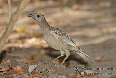 Great Bowerbird a0975.jpg