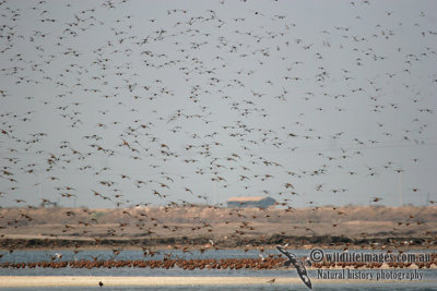 Red Knot a7188.jpg