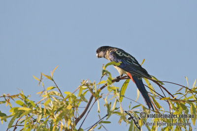 Northern Rosella a1633.jpg