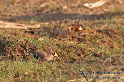 Masked Finch a1096.jpg