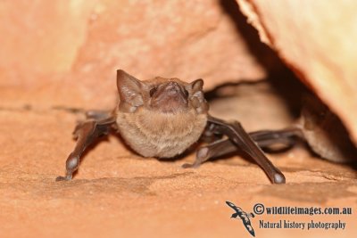 Common Sheathtail Bat a0778.jpg
