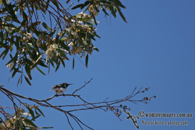 Black Honeyeater a3165.jpg