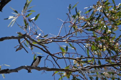 Black Honeyeater a3170.jpg