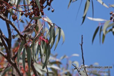 Black Honeyeater a3195.jpg