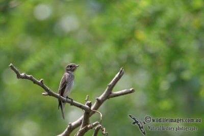 Grey-streaked Flycatcher a7088.jpg