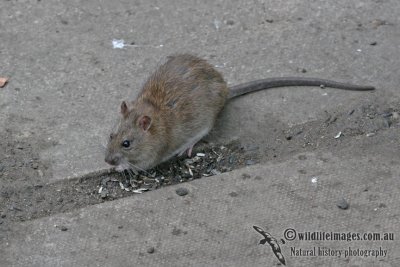 Brown Rat a7573.jpg