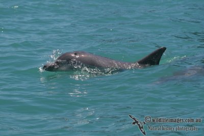 Indo-Pacific Bottlenose Dolphin