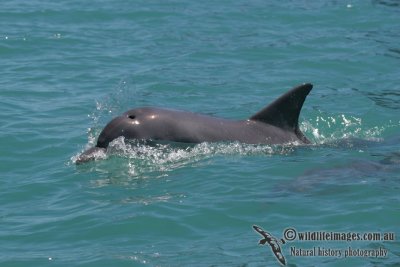 Indo-pacific Bottlenose Dolphin a0757.jpg