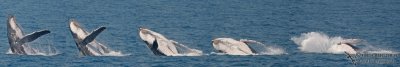 Breaching Humpback Whale  sequence #2.jpg