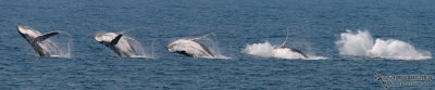 Breaching Humpback Whale  sequence #1.jpg