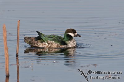 Green Pygmy-goose a1667.jpg