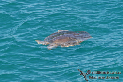 Flatback Turtle - Natator depressus  a0896.jpg