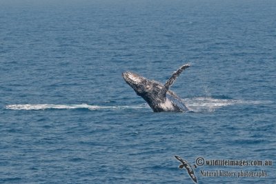 Humpback Whale a0241.jpg
