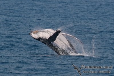 Humpback Whale a0269.jpg