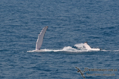 Humpback Whale a0273.jpg