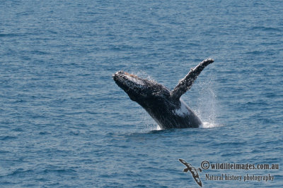 Humpback Whale a0284.jpg