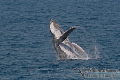 Humpback Whale a0289.jpg