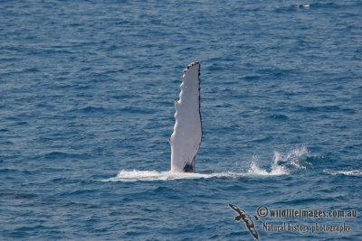 Humpback Whale a0296.jpg