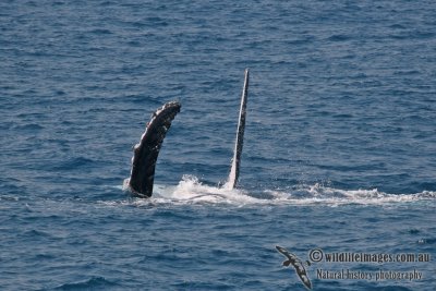 Humpback Whale a0305.jpg