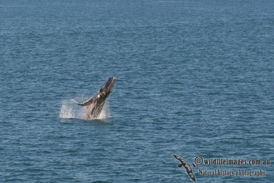 Humpback Whale a0495.jpg