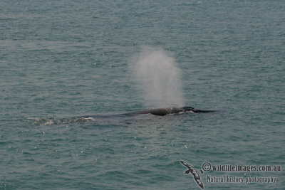 Humpback Whale a0581.jpg