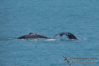 Humpback Whale a9740.jpg