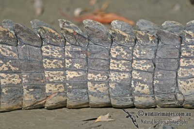 Crocodylus porosus a9295.jpg