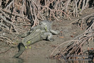 Crocodylus porosus a9545.jpg