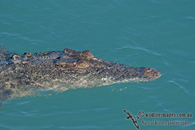 Crocodylus porosus a9795.jpg