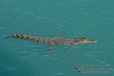 Crocodylus porosus a9798.jpg