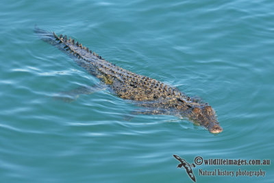 Crocodylus porosus a9805.jpg