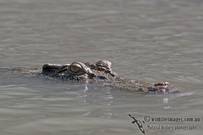 Crocodylus porosus a9826.jpg