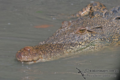 Estuarine (Saltwater) Crocodile - Crocodylus porosus