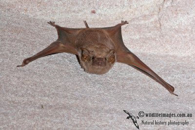 Common Sheathtail Bat  a9567.jpg