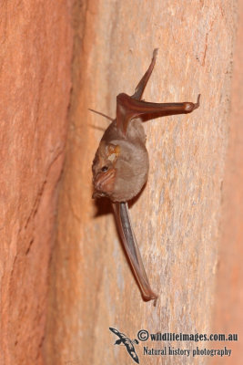 Common Sheathtail Bat  a9694.jpg