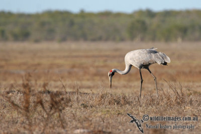 Brolga a1872.jpg