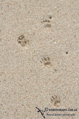 Northern Quoll footprints