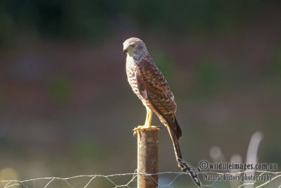 Christmas Island Goshawk s1059.jpg