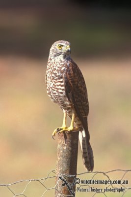 Christmas Island Goshawk s1060.jpg