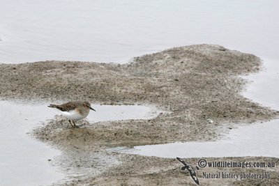 Temminck's Stint a1941.jpg