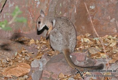 Wilkins' Rock-wallaby a1187.jpg