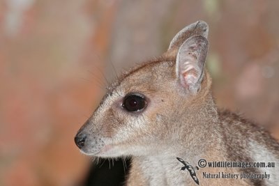 Wilkins' Rock-wallaby a1251.jpg