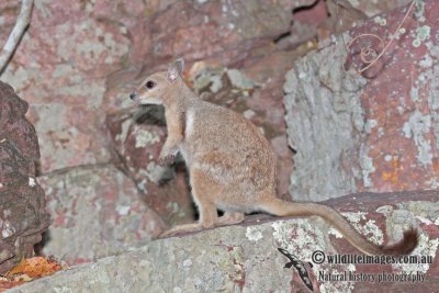 Wilkins' Rock-wallaby a1277.jpg