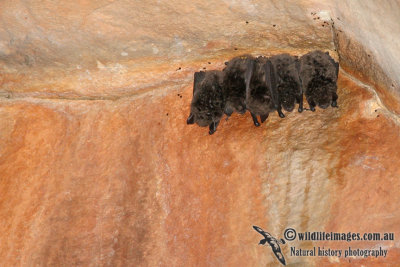 Large-footed Myotis a9344.jpg