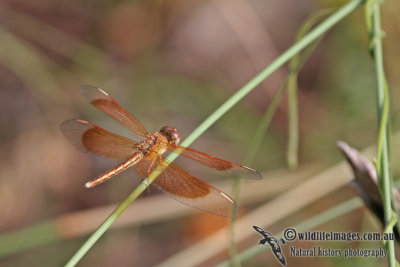 Painted Grasshawk - Neurothemis stigmatizans a6489.jpg